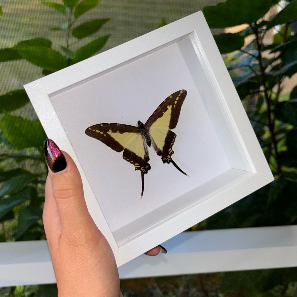 Common Nawab Butterfly Shadow Box
